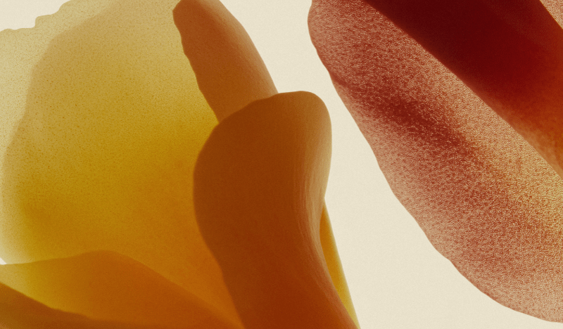 What Does Natural Flavor Really Mean? - Nuzest USA